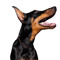 Working Dog