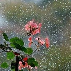 Noura Ahmed Anwer