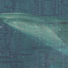 Whale Dreams