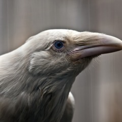 Your Mom's Spirit Animal