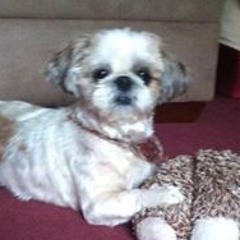 Michele Benjamin Contelmo