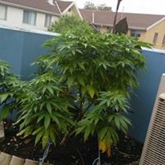 Frederick J Shpongle III