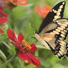 Radwa Elhussein Elsabi