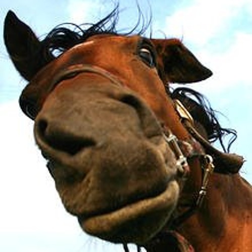 Stream Crazy Horses music Listen to songs, albums, playlists for free