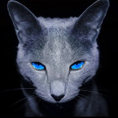 The Wild Cat's