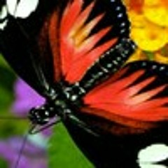 shahab
