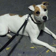 Jose Antonio Salinas HerZ