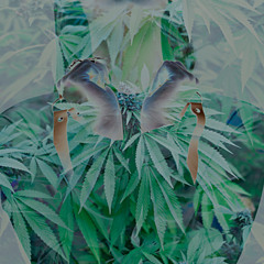 Zepe .-