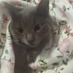 MISUNDERSTOODLALA123456