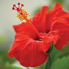 SolidProductions固体