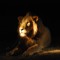 Nightgrazer