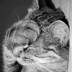 dissapointed_kitteh
