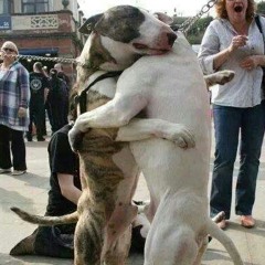 bullterrier86