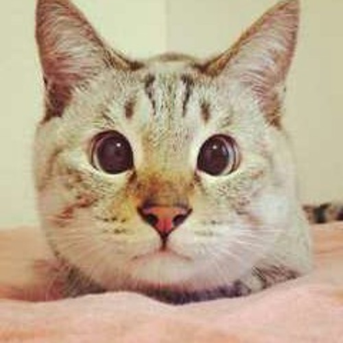 Tulus 1000 Tahun Lamanya Mp3 By Rifkirs