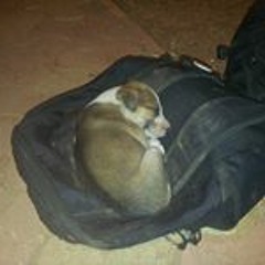 Pranay Ravindra Shanbhag