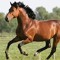 daviscowgirl0303