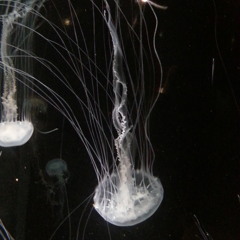 Thierry-Meng Cloarec