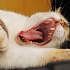 Walter Enrique Barrientos