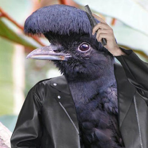 Птица с челкой