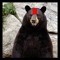 Bears Factory
