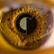 CATARACTS