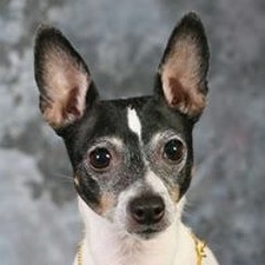 Susan McCretton Downes