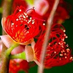 Xích Lô Hà Nội