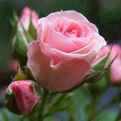 Heba Monir