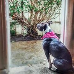 George Choches Osornio