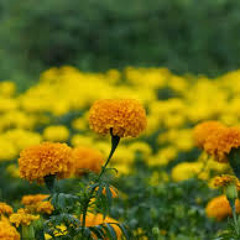 Thushyanthan Vettivel