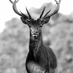 theDeer