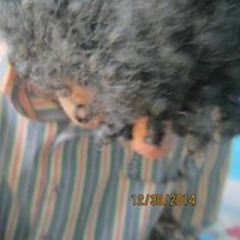 08 الصدي النجدي + فريع البان