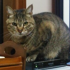 sora tob sakana （ソラトブサカナ）soundcloud