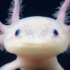 imagia