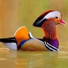 مجوز