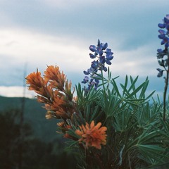 dupes the gaping crow