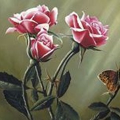 نغمات هادئه