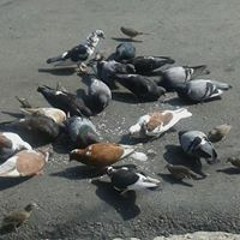 Michela Carrión Cedillo