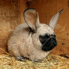 _Hops_