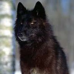 Ángel Ronqillo Arias