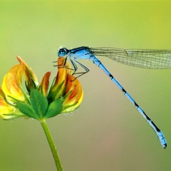 musique pour danser