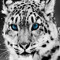 Natureandwildlife