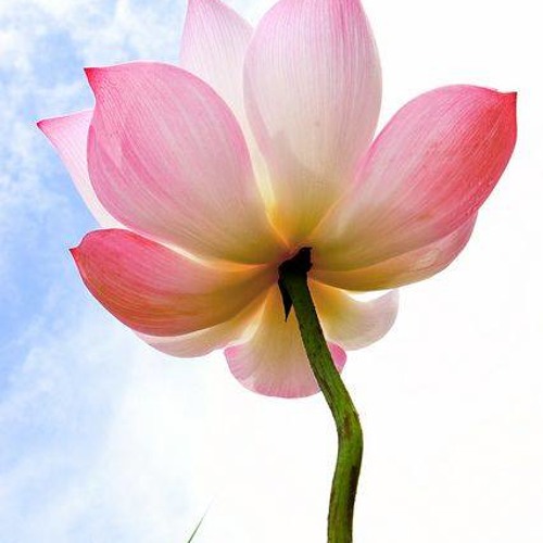 الحوار - ابونا داوود لمعي