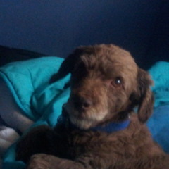 Köke Andrés Rebolledo