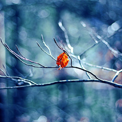 Dương Đức Anh 1