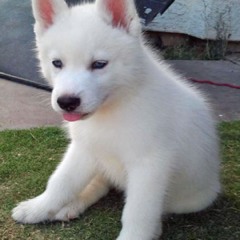 Charlz Medina Valeros