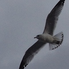 Issues Of Life Proverbs 4:23