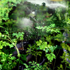 Healing Moringa Tree