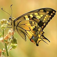 Josephine Nisbett Ryan