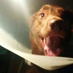 Ashley Marie Cushman